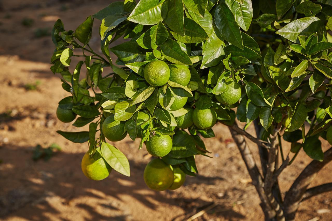הוילה Alto Paraíso de Goiás Eit Eco Inteligente מראה חיצוני תמונה